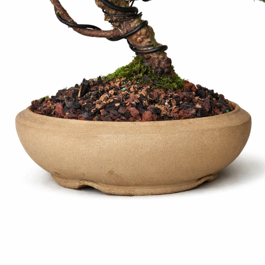 unglazed plant pots Handmade Unglazed Bonsai Pot for Juniper