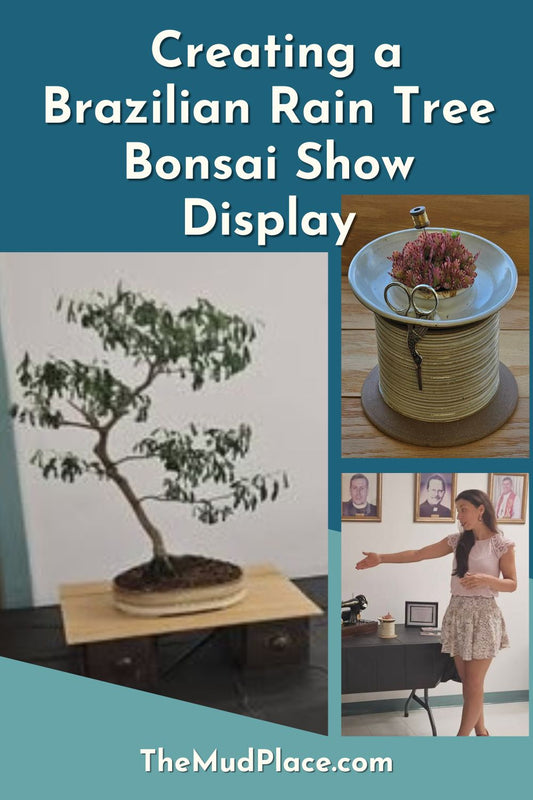 Creating a Brazilian Rain Tree Bonsai Show Display