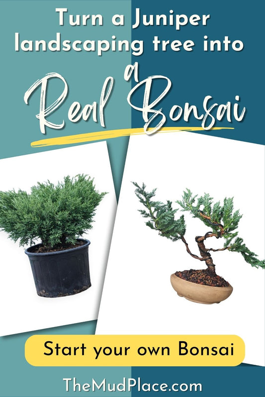 Before and after photos of a juniper tree transformed into a real bonsai, with text overlay reading 'Turn a Juniper landscaping tree into a Real Bonsai – Start your own Bonsai – TheMudPlace.com' on a teal and yellow background.