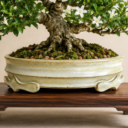 Flowering bonsai tree with white blooms in a low round yellow and bronze shohin pot with sculpted feet on a wood stand.