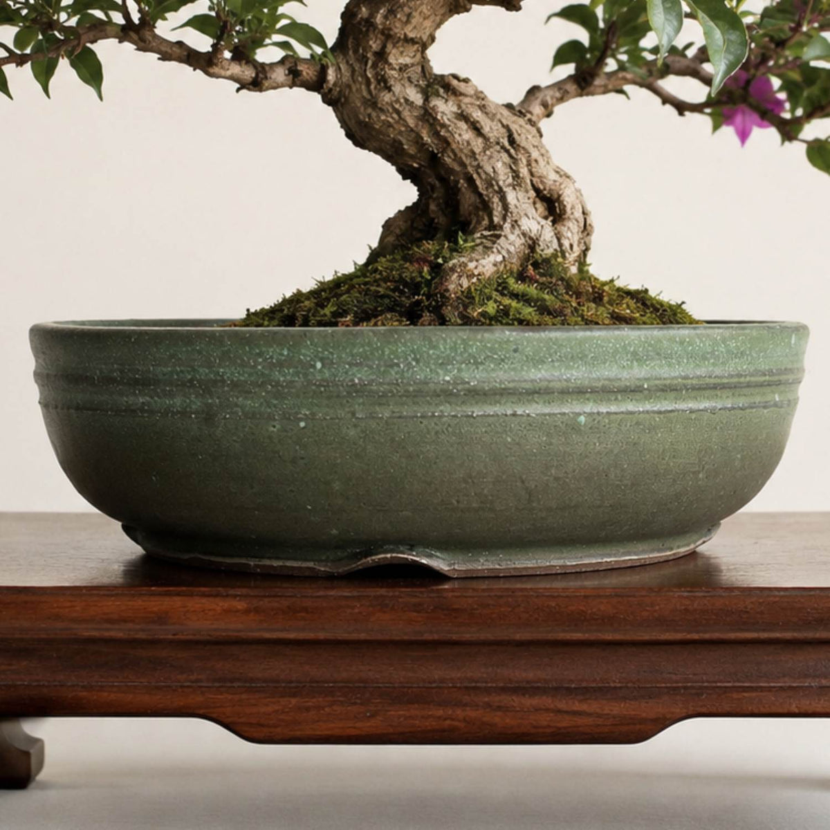 A potted bonsai tree with a gnarled trunk and green leaves, displayed in a wide, shallow speckled sage-green ceramic pot on a dark wooden stand against a plain light background.