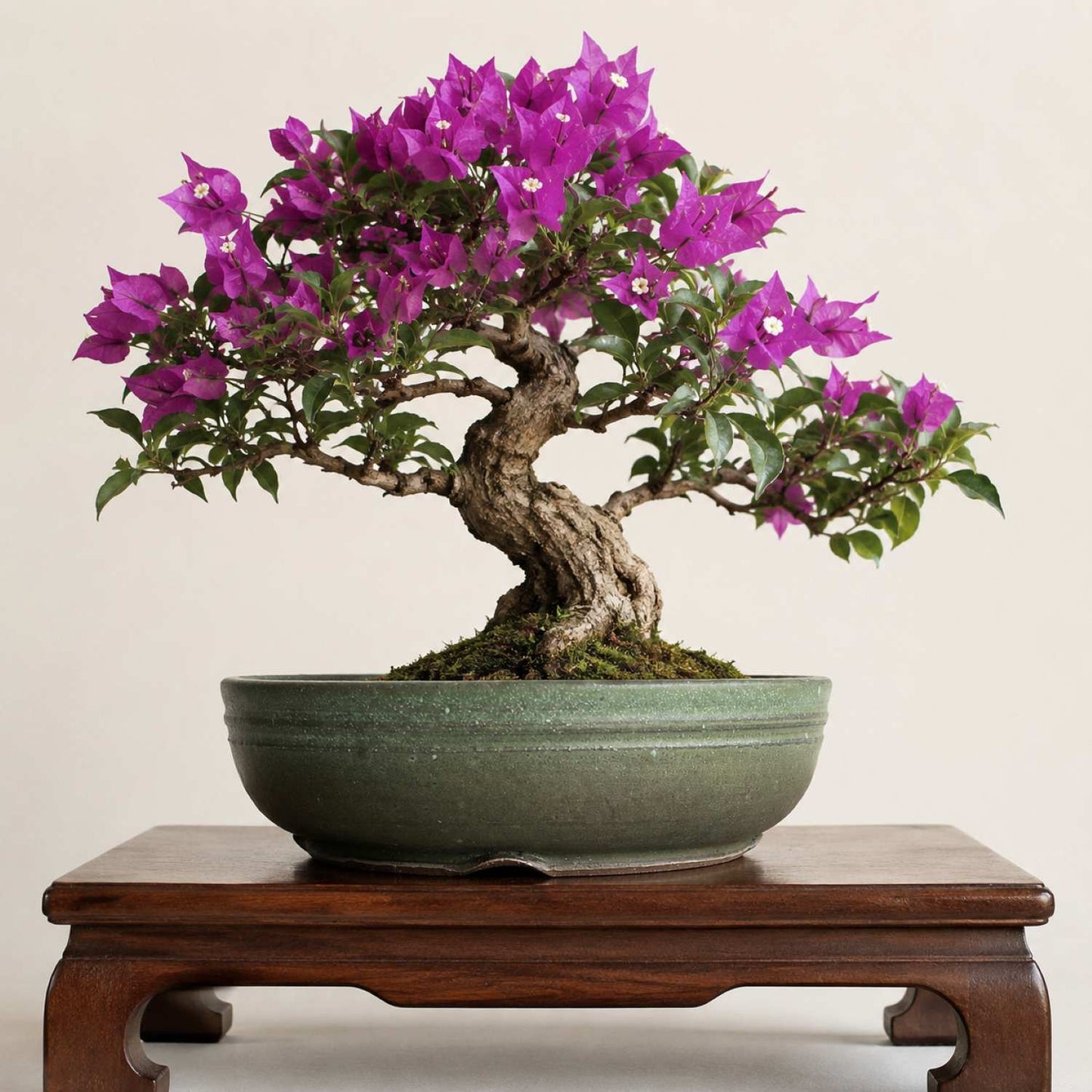 A flowering bougainvillea bonsai tree with bright purple flowers, green leaves, and a gnarled trunk, displayed in a round green ceramic pot on a dark wooden stand against a plain light beige background.